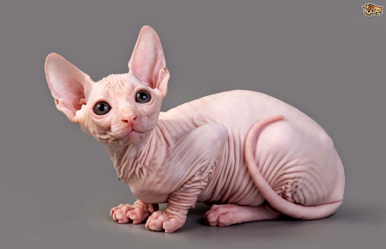 sphynx-cat-playing-7-of-the-most-affectionate-cat-breeds-pets4homes.jpg