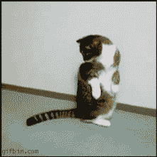 Animated-gif-cat-catching-tail-moving-picture.gif