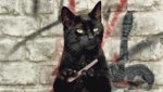 gato-negro-limando-unas.jpg